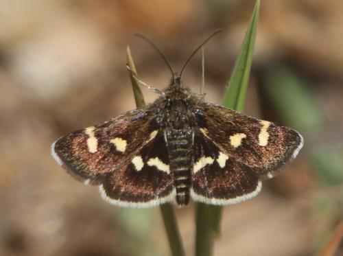 Eurrhypis guttulalis